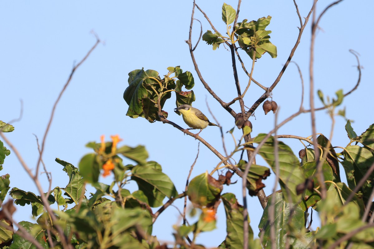 Gray-headed Honeyeater - ML622054872