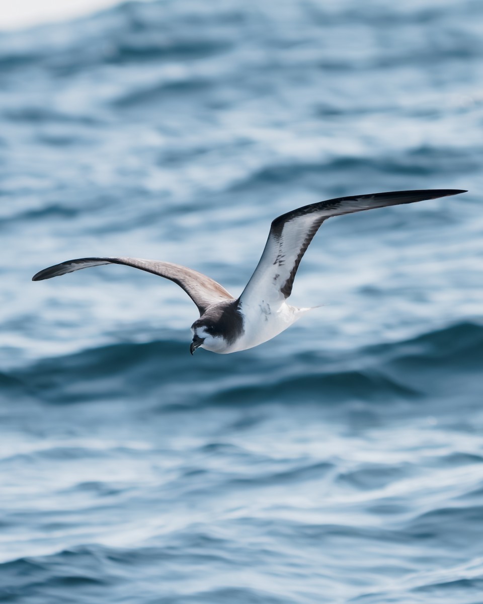 Galapagos Petrel - ML622054874