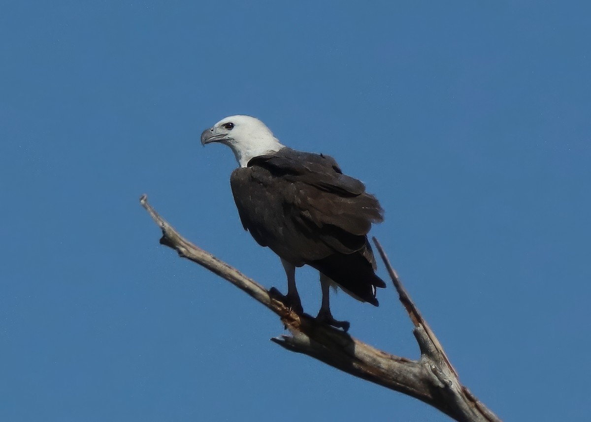 White-bellied Sea-Eagle - ML622054875