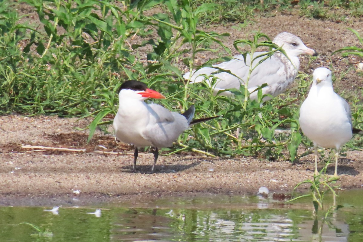 Caspian Tern - ML622054876