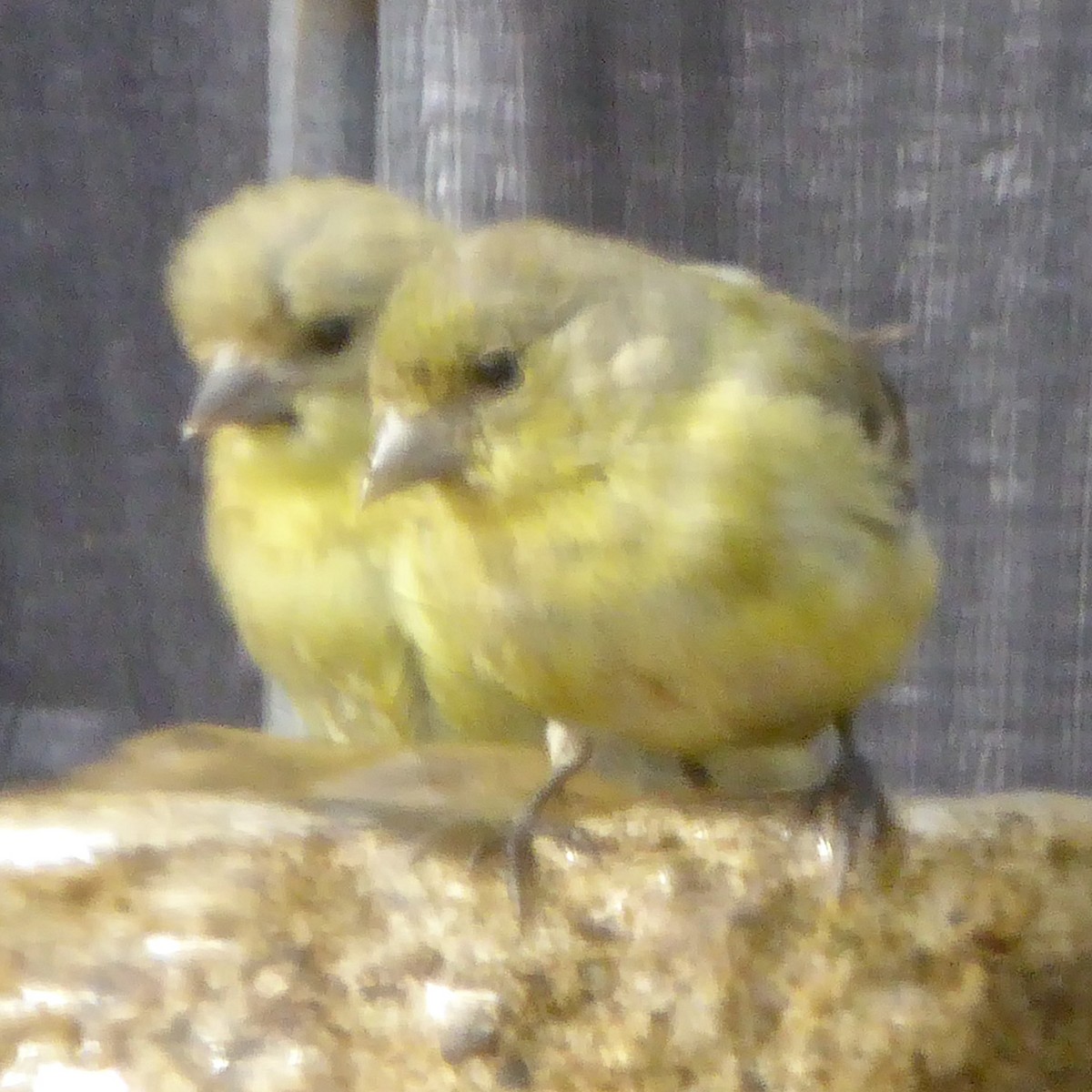 Lesser Goldfinch - ML622054878