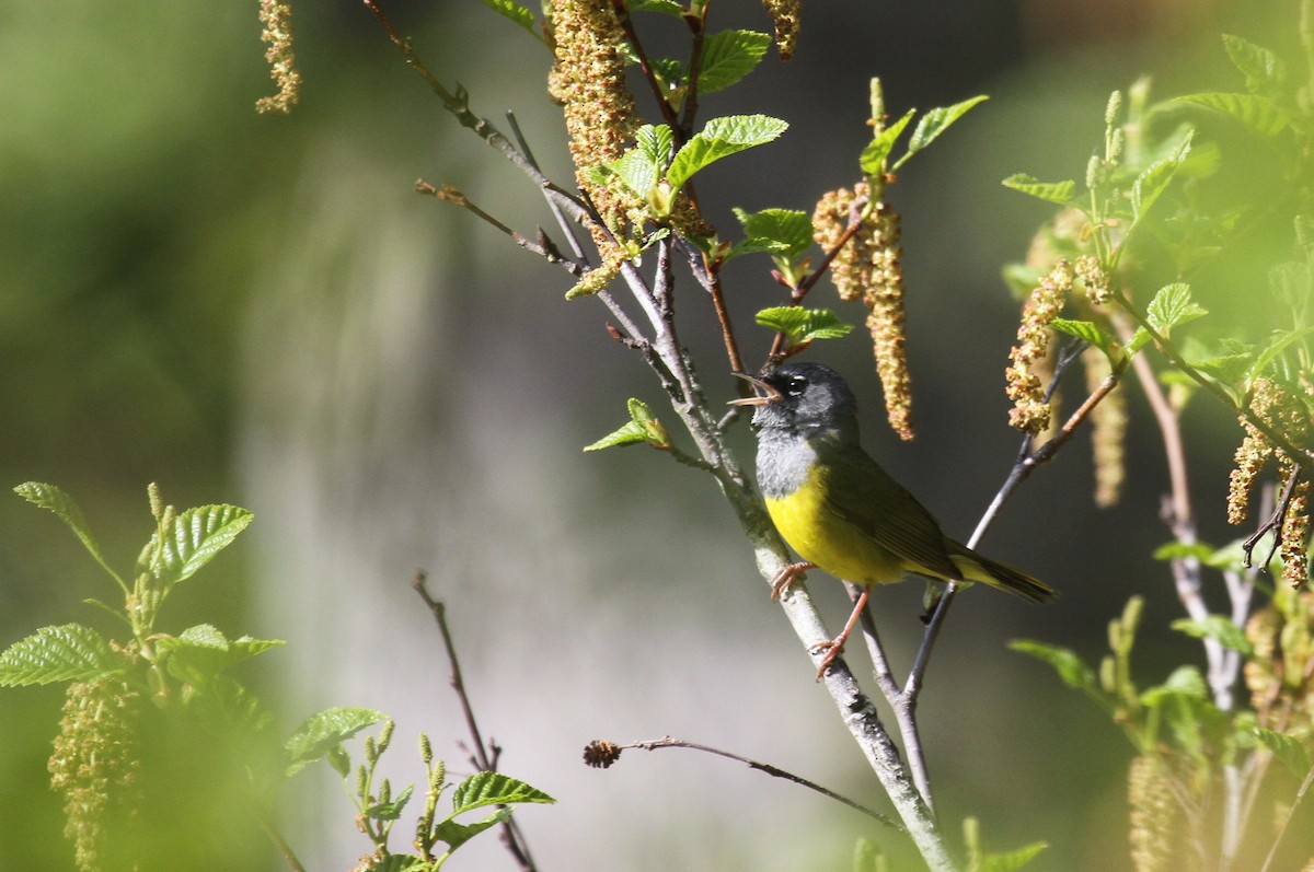 MacGillivray's Warbler - ML622054889