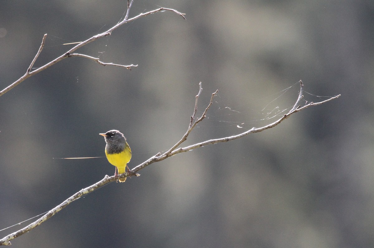 MacGillivray's Warbler - ML622054891