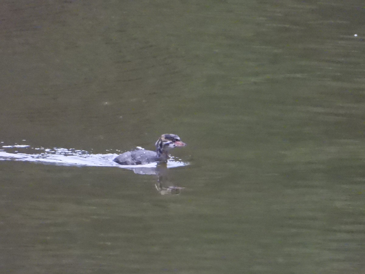 Pied-billed Grebe - ML622054901