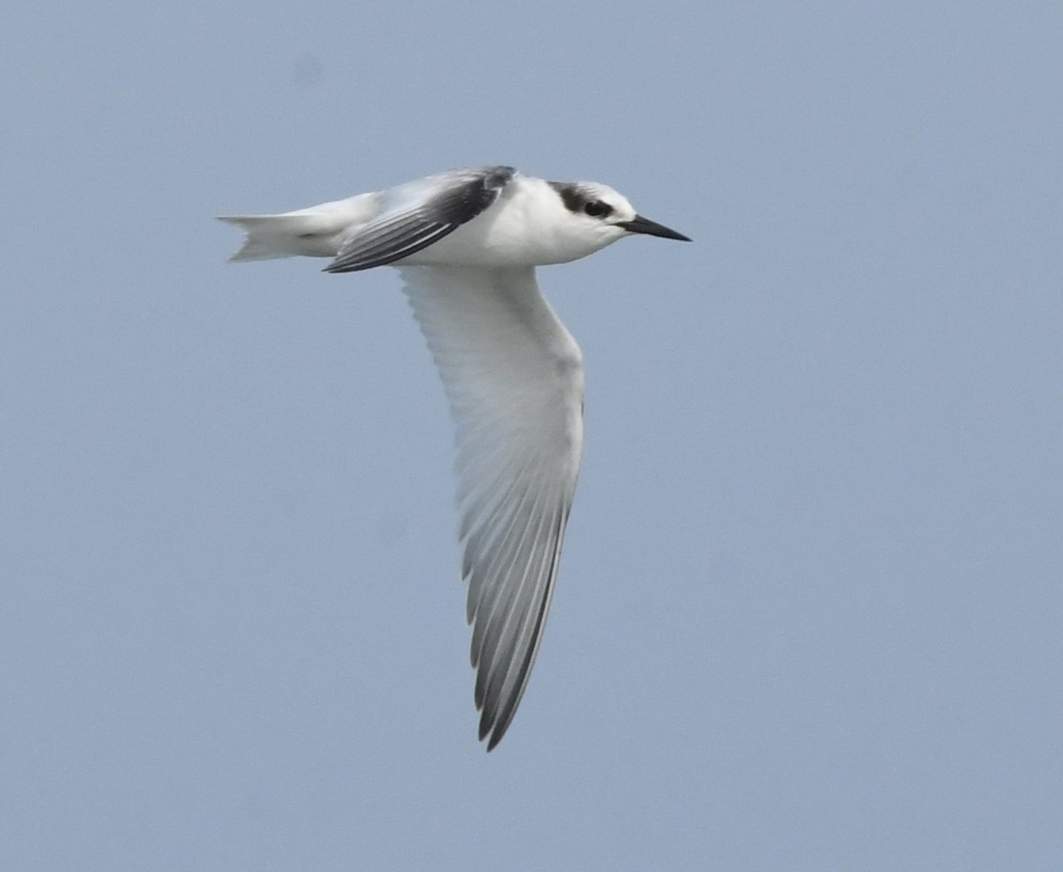 Least Tern - David True