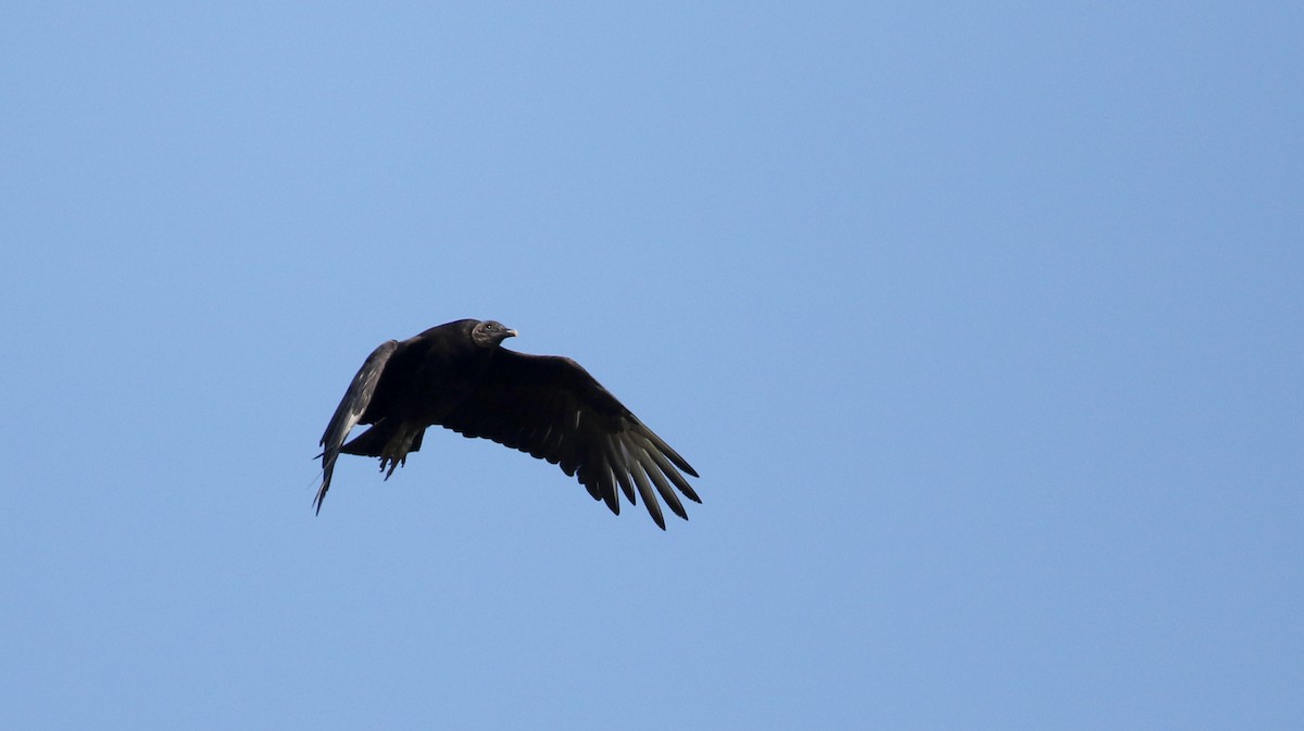 Black Vulture - Jay McGowan