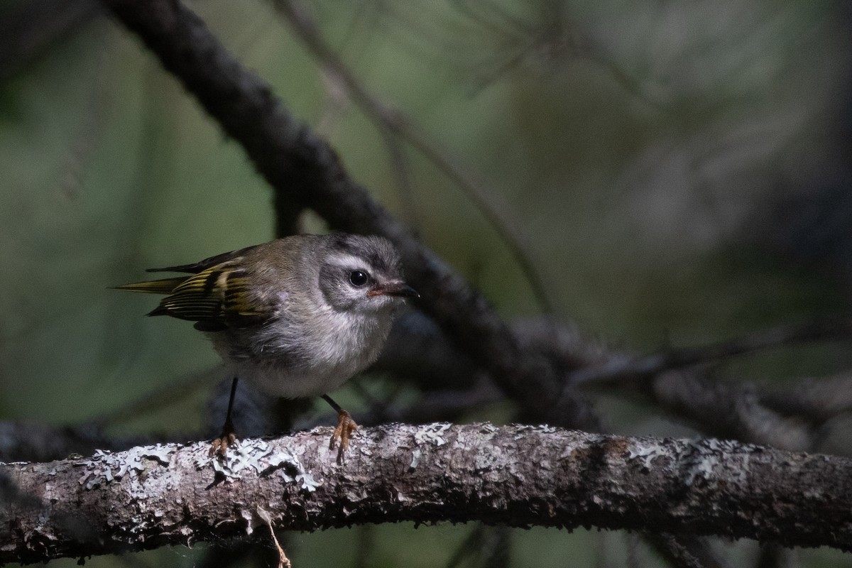 Golden-crowned Kinglet - ML622054914