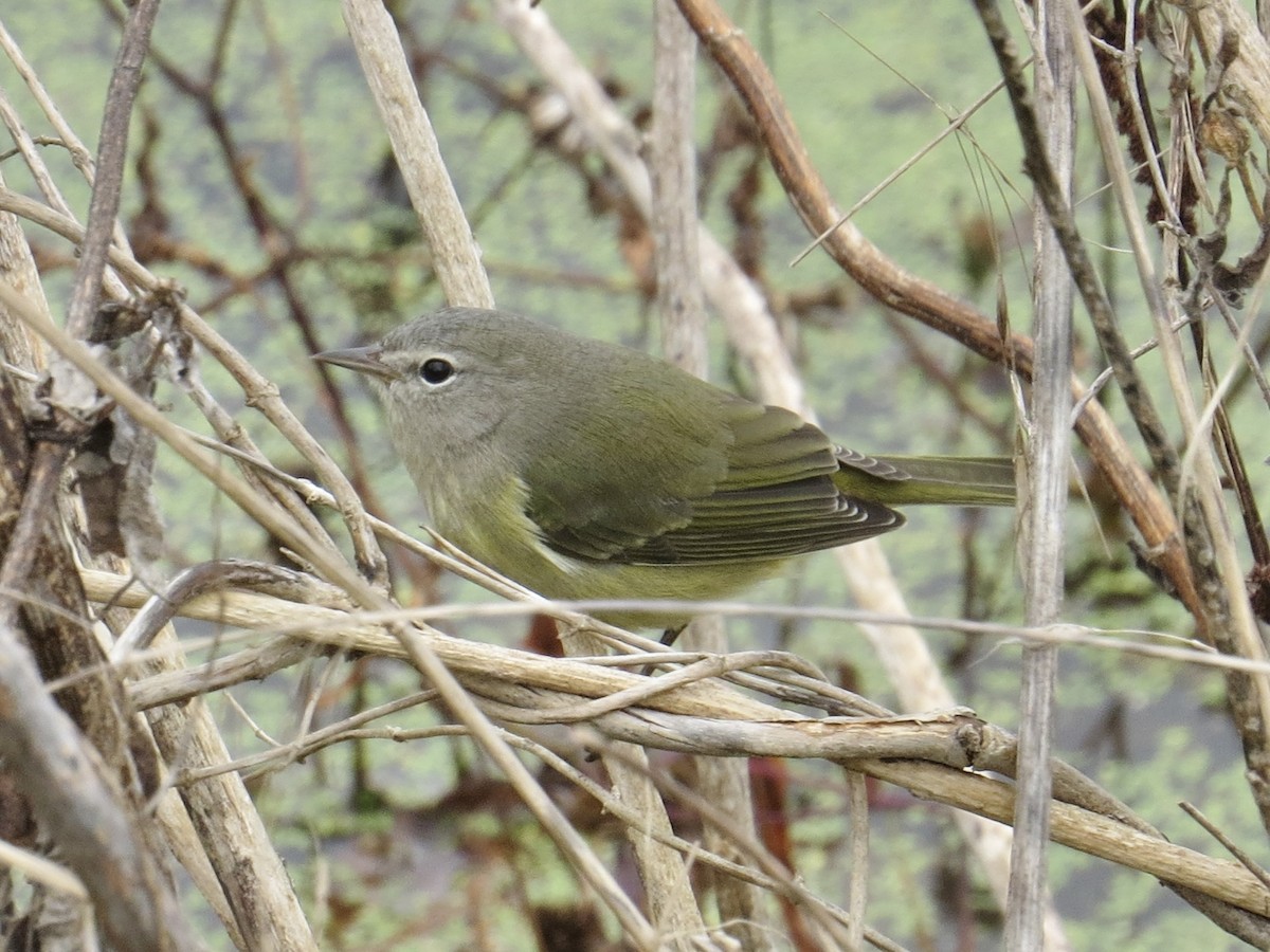 Orange-crowned Warbler - Tim Carney