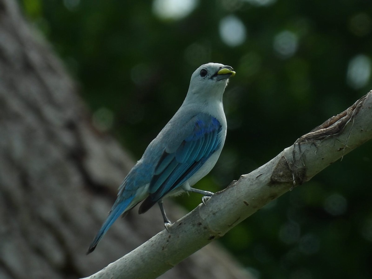 Blue-gray Tanager - ML622054933