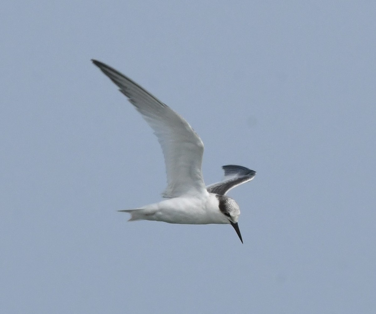 Least Tern - ML622054937