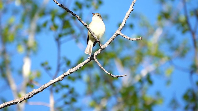 Least Flycatcher - ML622054939