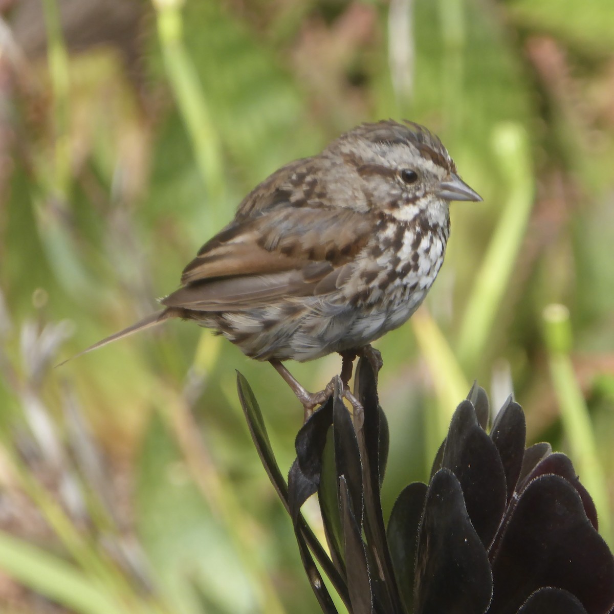 Song Sparrow - ML622054985