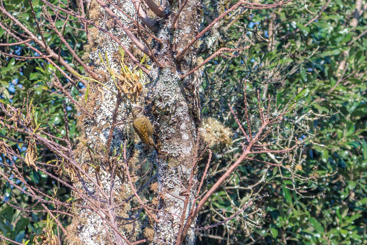 White-spotted Woodpecker - ML622054986