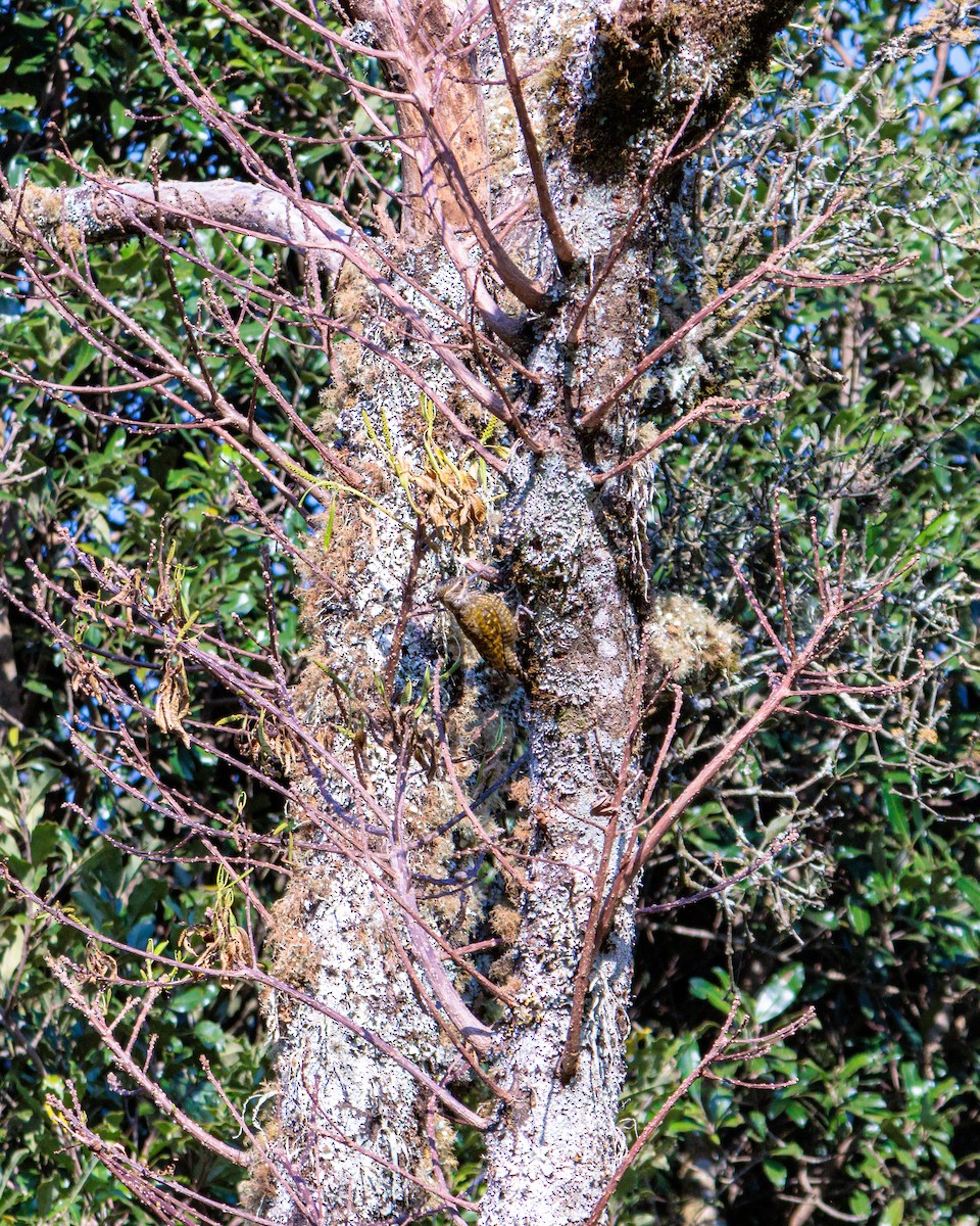 White-spotted Woodpecker - ML622054987