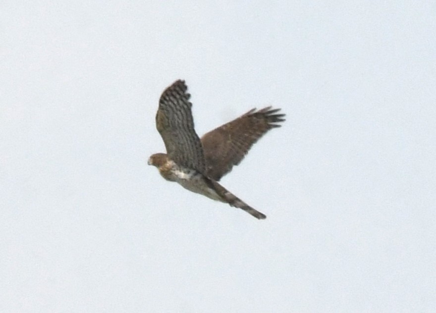 Cooper's Hawk - ML622054988