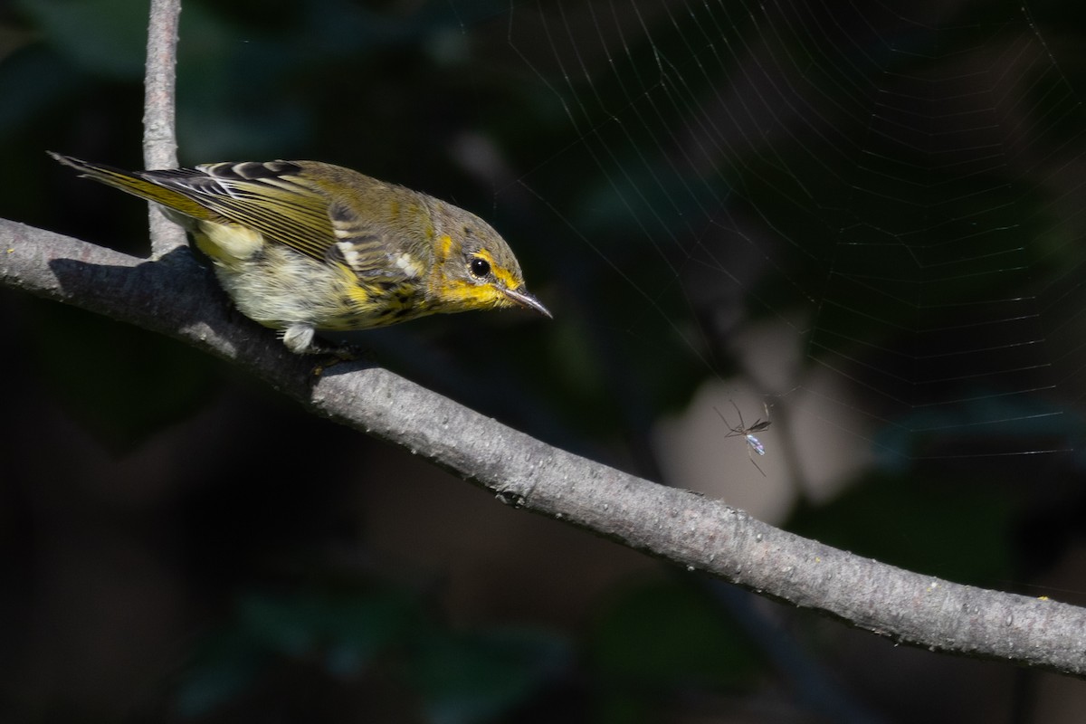 Cape May Warbler - ML622054989