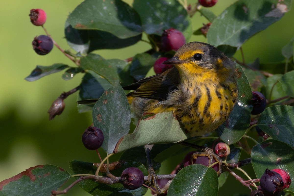 Cape May Warbler - ML622054990