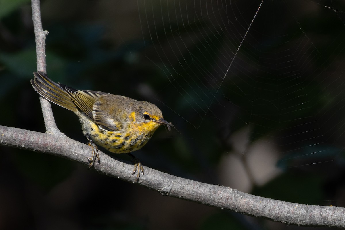 Cape May Warbler - ML622054991
