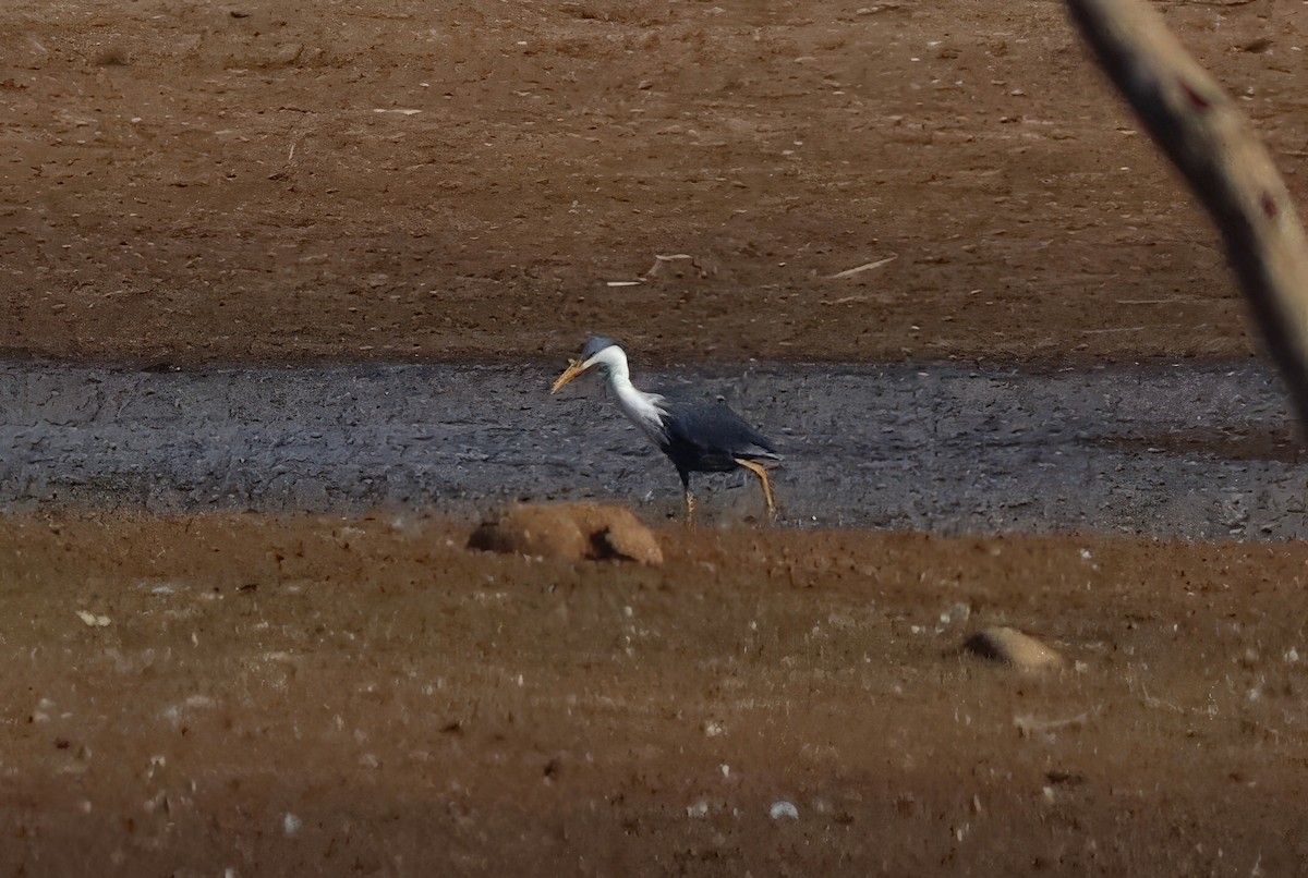 Pied Heron - ML622054992