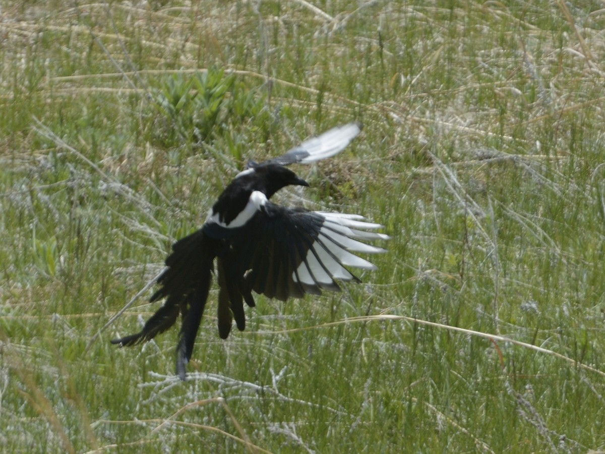 Black-billed Magpie - ML622054993