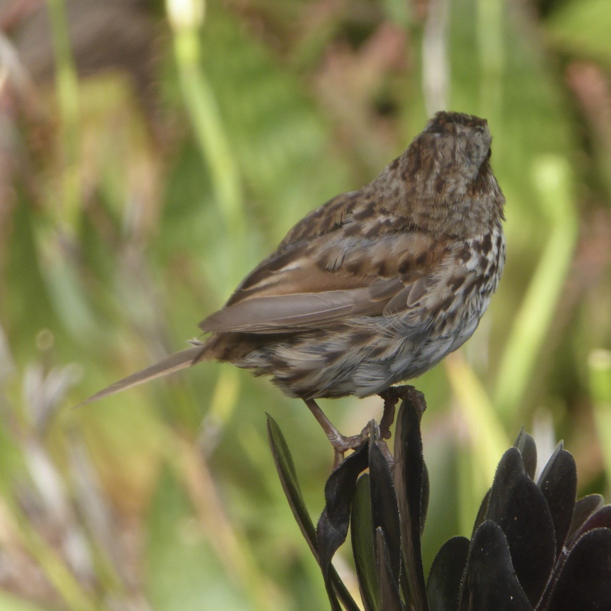 Song Sparrow - ML622054994