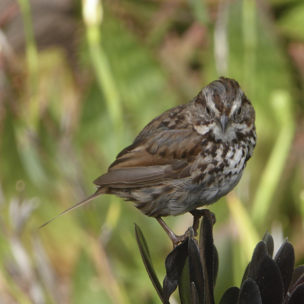 Song Sparrow - ML622054996