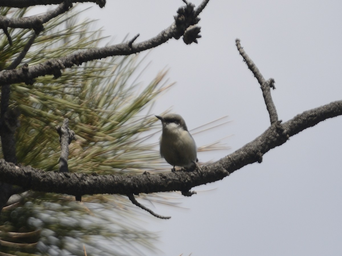 Pygmy Nuthatch - ML622054997