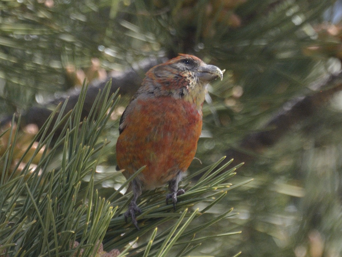 Red Crossbill - ML622055000