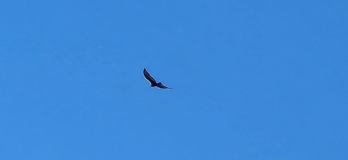 Turkey Vulture - ML622055001