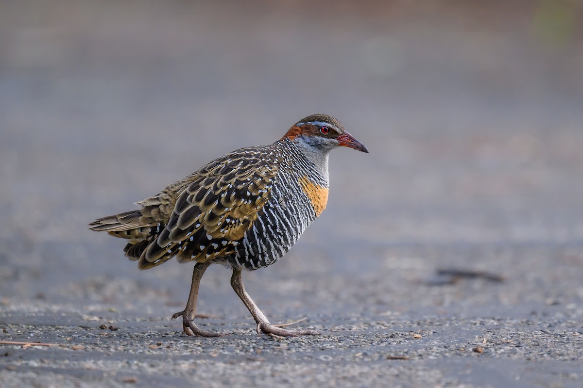 Buff-banded Rail - ML622055002