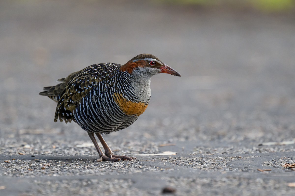 Buff-banded Rail - ML622055003