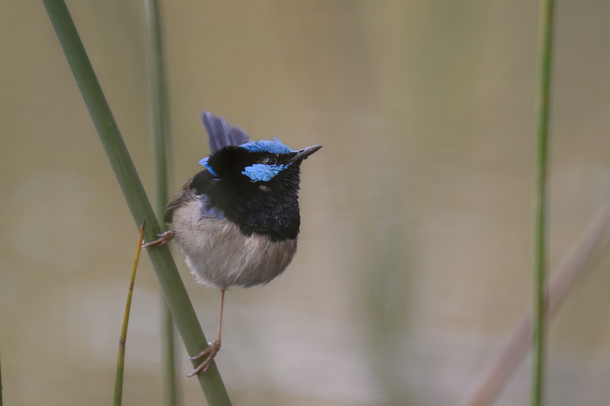 Superb Fairywren - ML622055004