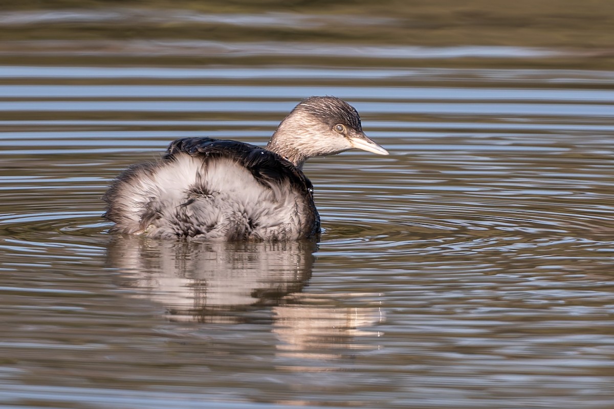 Hoary-headed Grebe - ML622055005