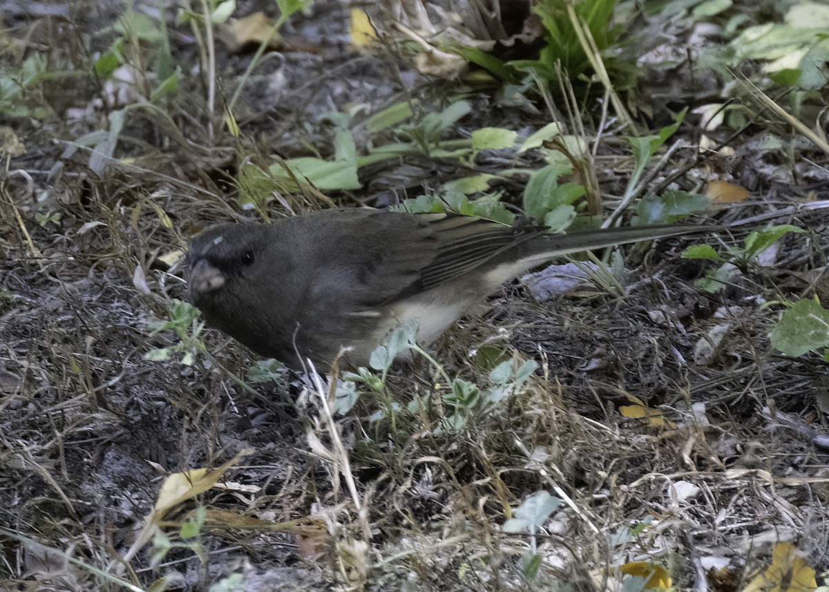 Junco Ojioscuro - ML622055006