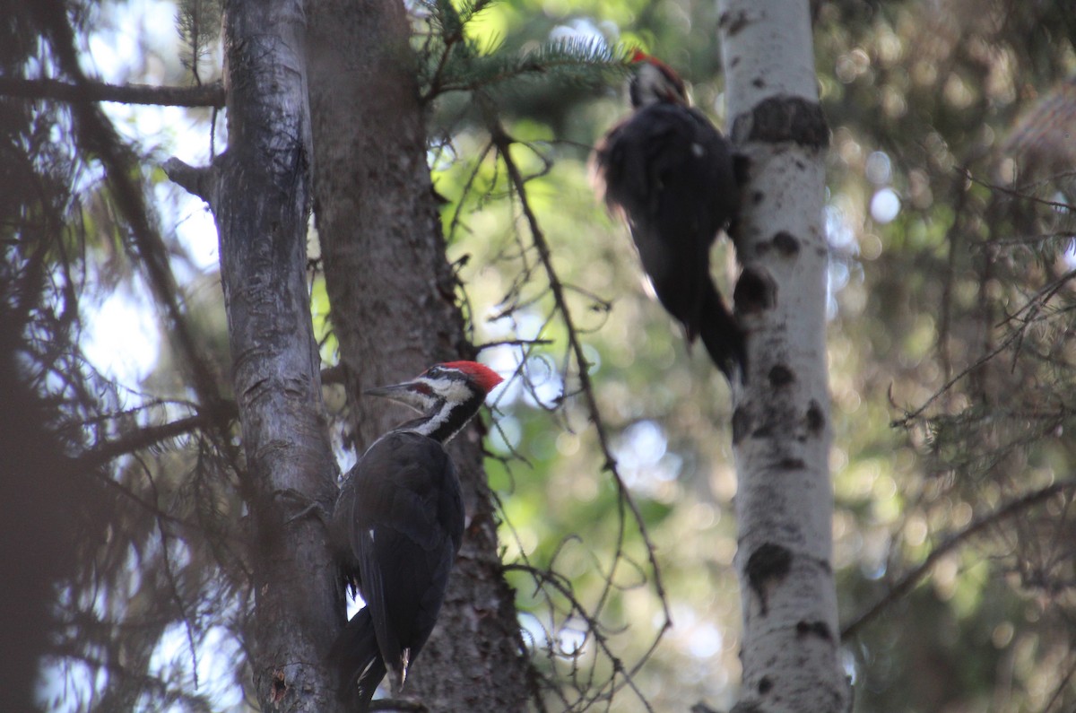 Pileated Woodpecker - ML622055007