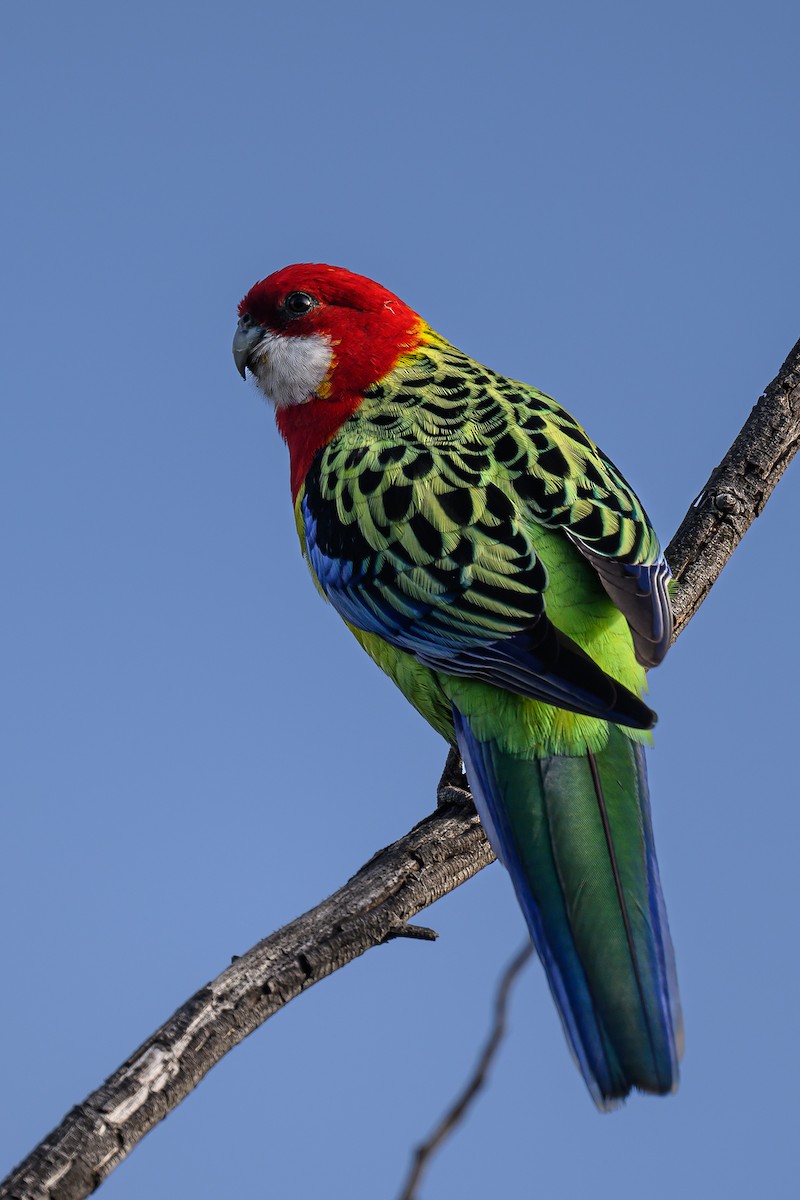 Eastern Rosella - ML622055008