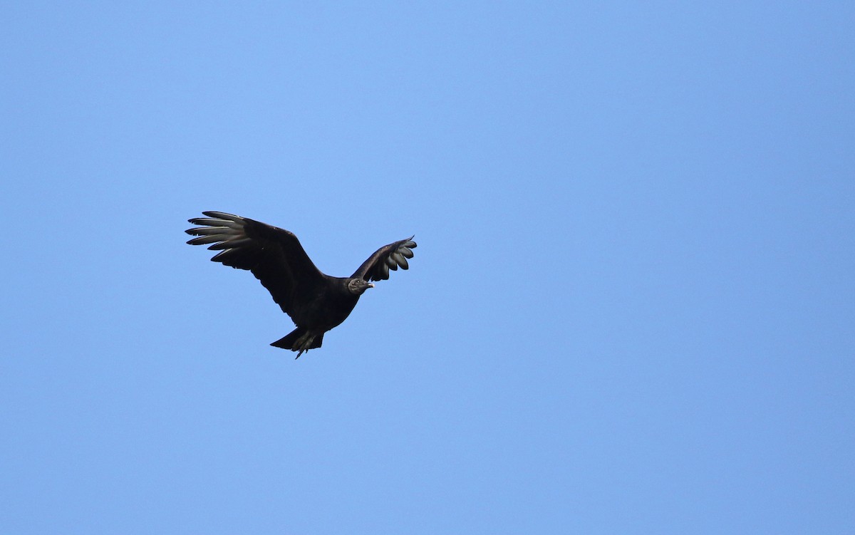 Black Vulture - Jay McGowan