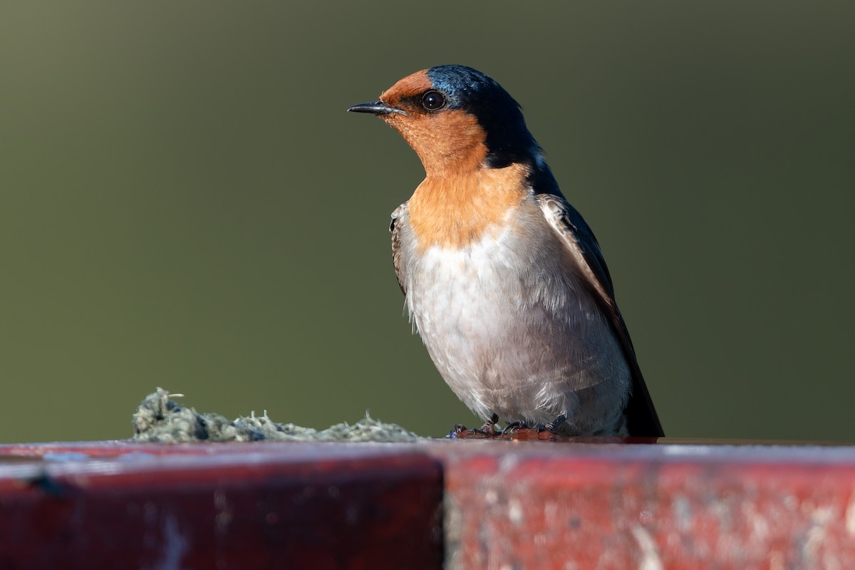 Hirondelle messagère - ML622055012