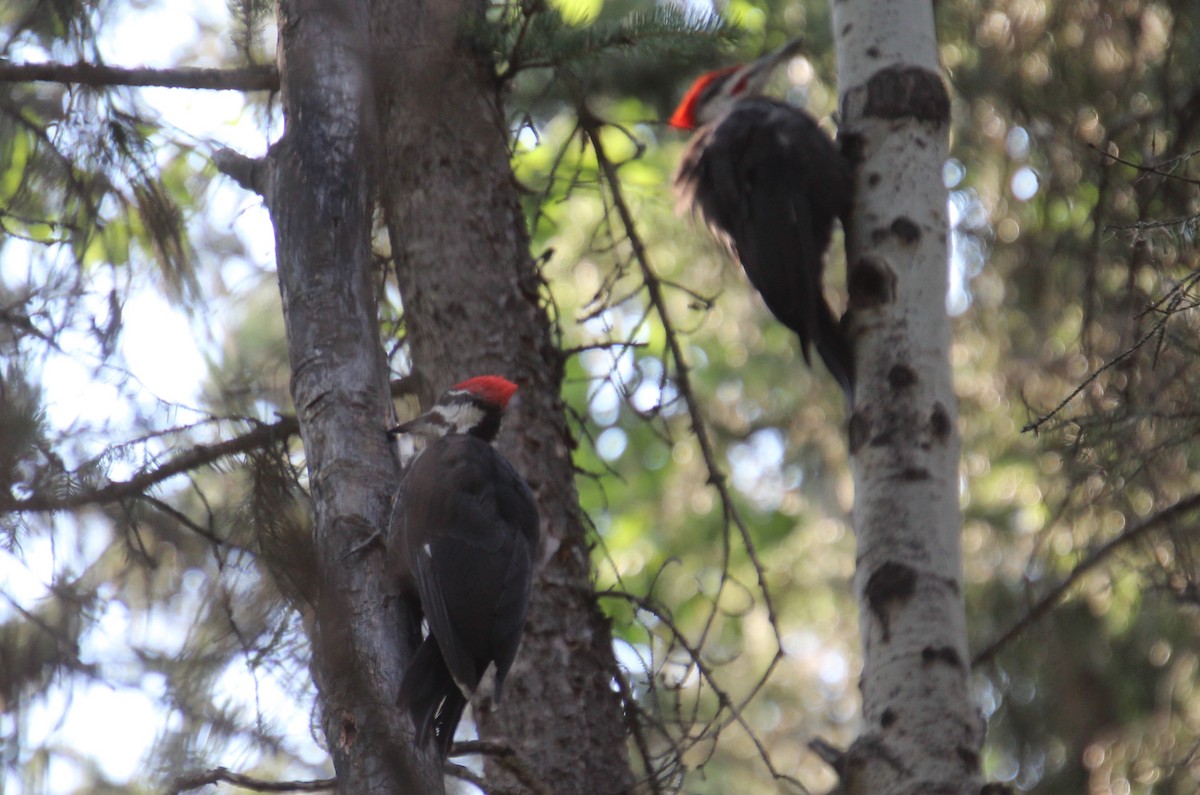 Pileated Woodpecker - ML622055013