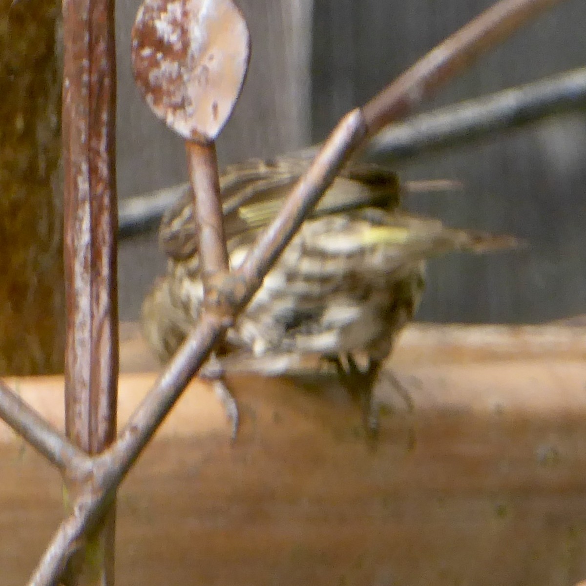 Pine Siskin - ML622055014