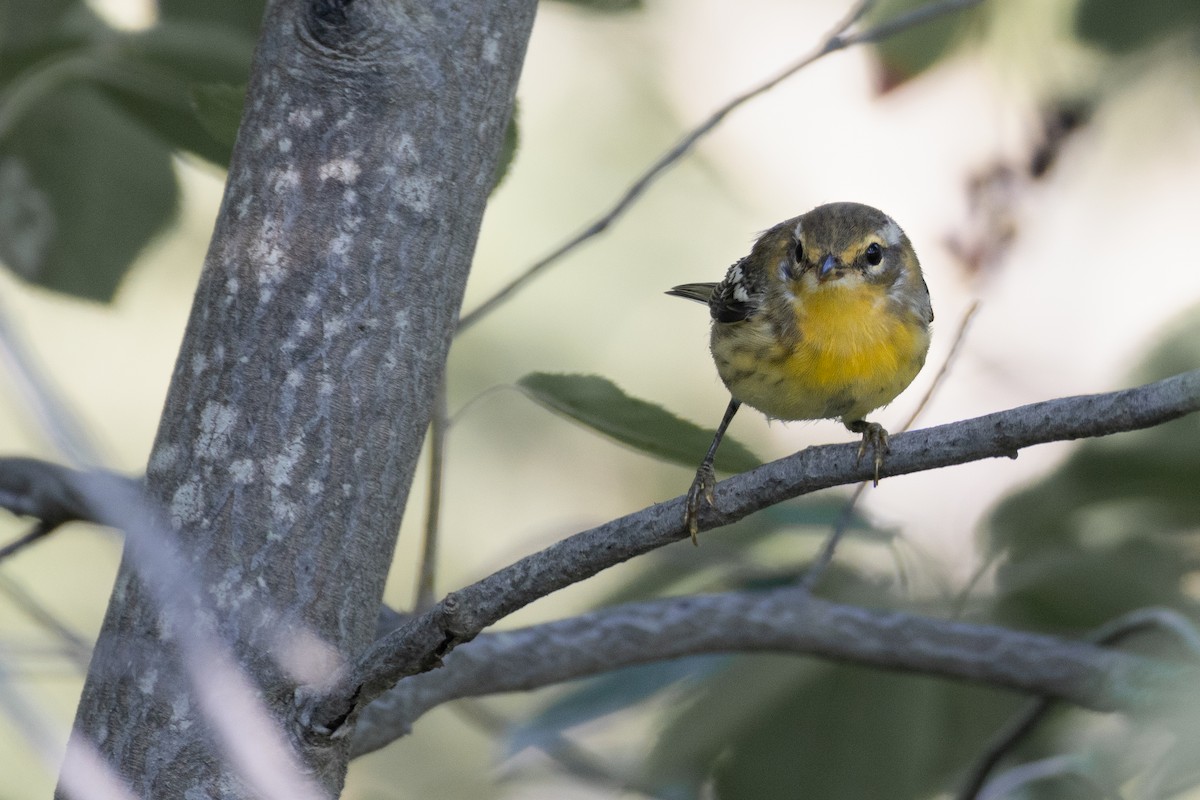 Blackburnian Warbler - ML622055019