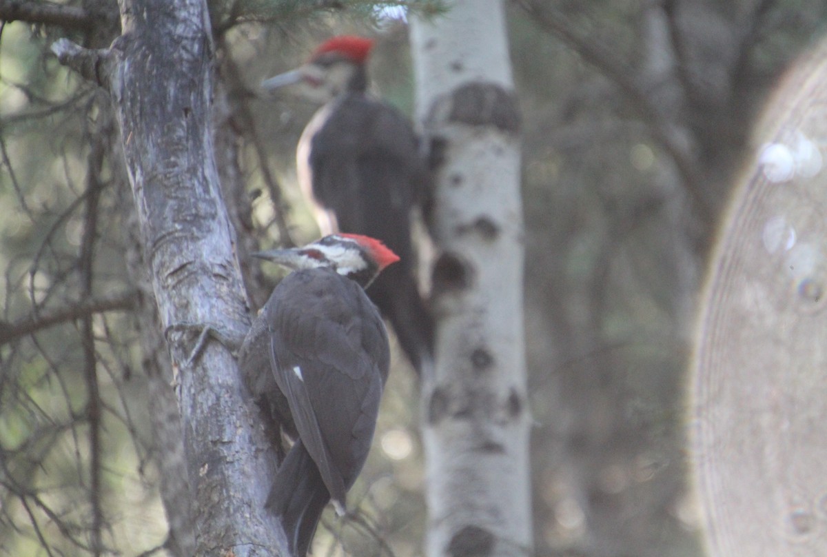 Pileated Woodpecker - ML622055020