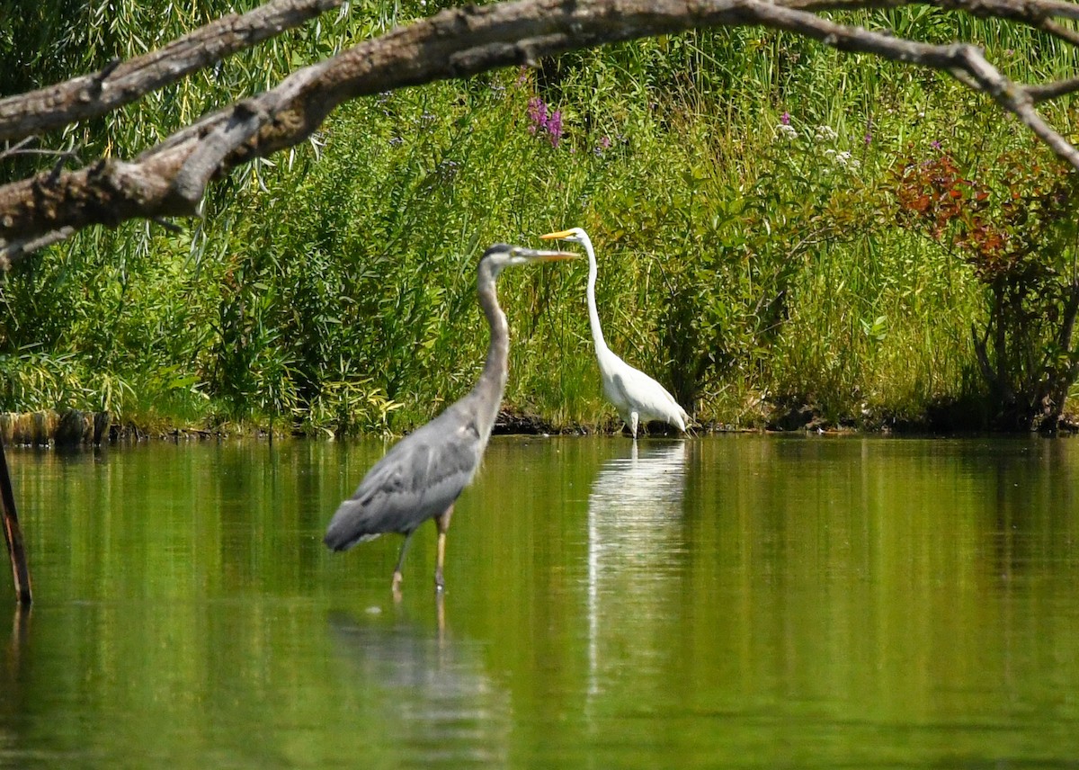 Great Egret - ML622055021