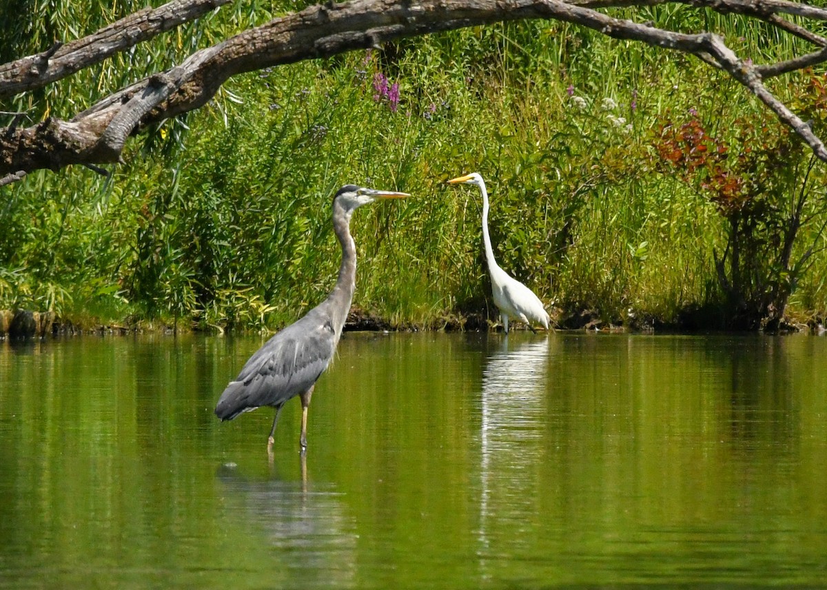 Great Egret - ML622055022