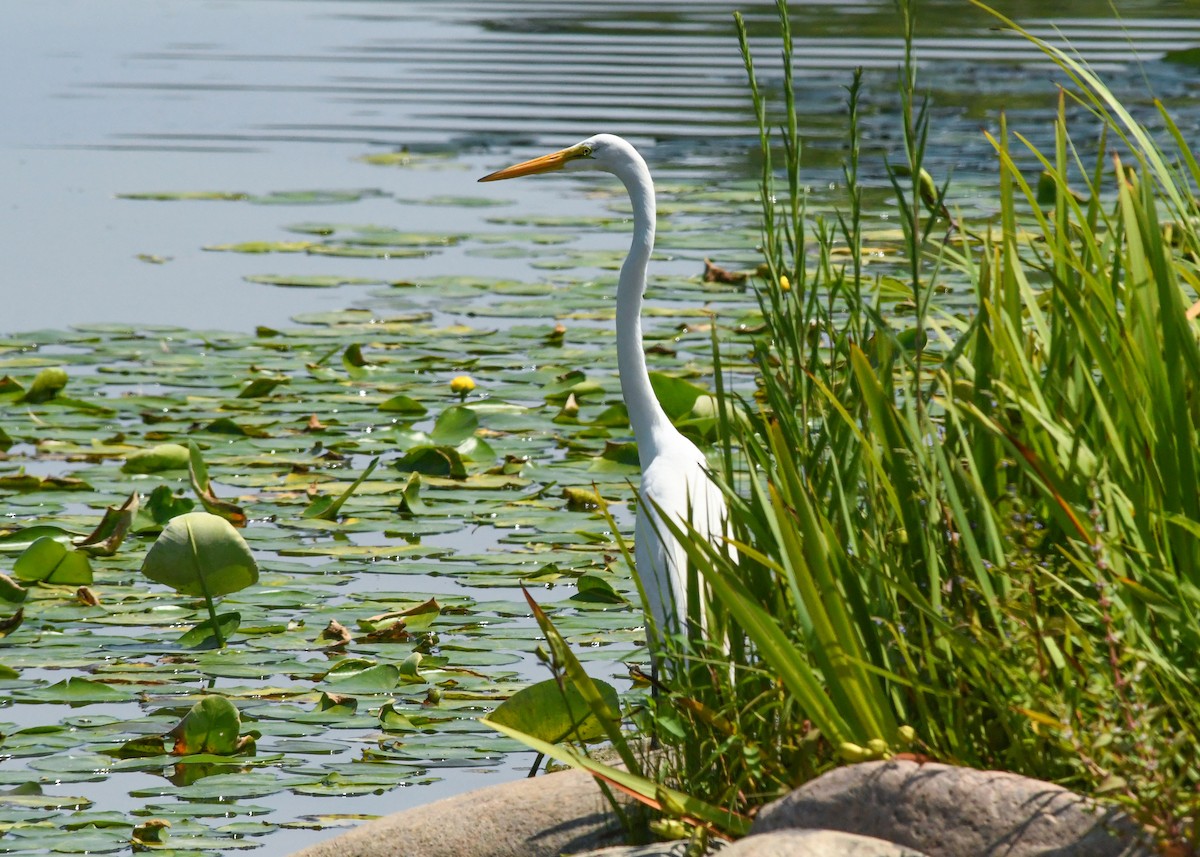 Great Egret - ML622055023