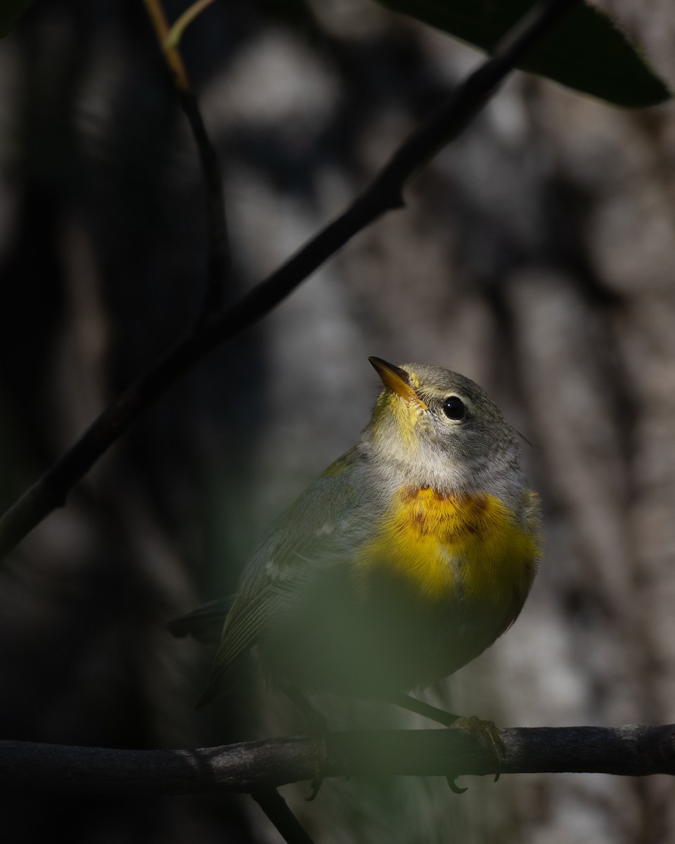 Northern Parula - ML622055024