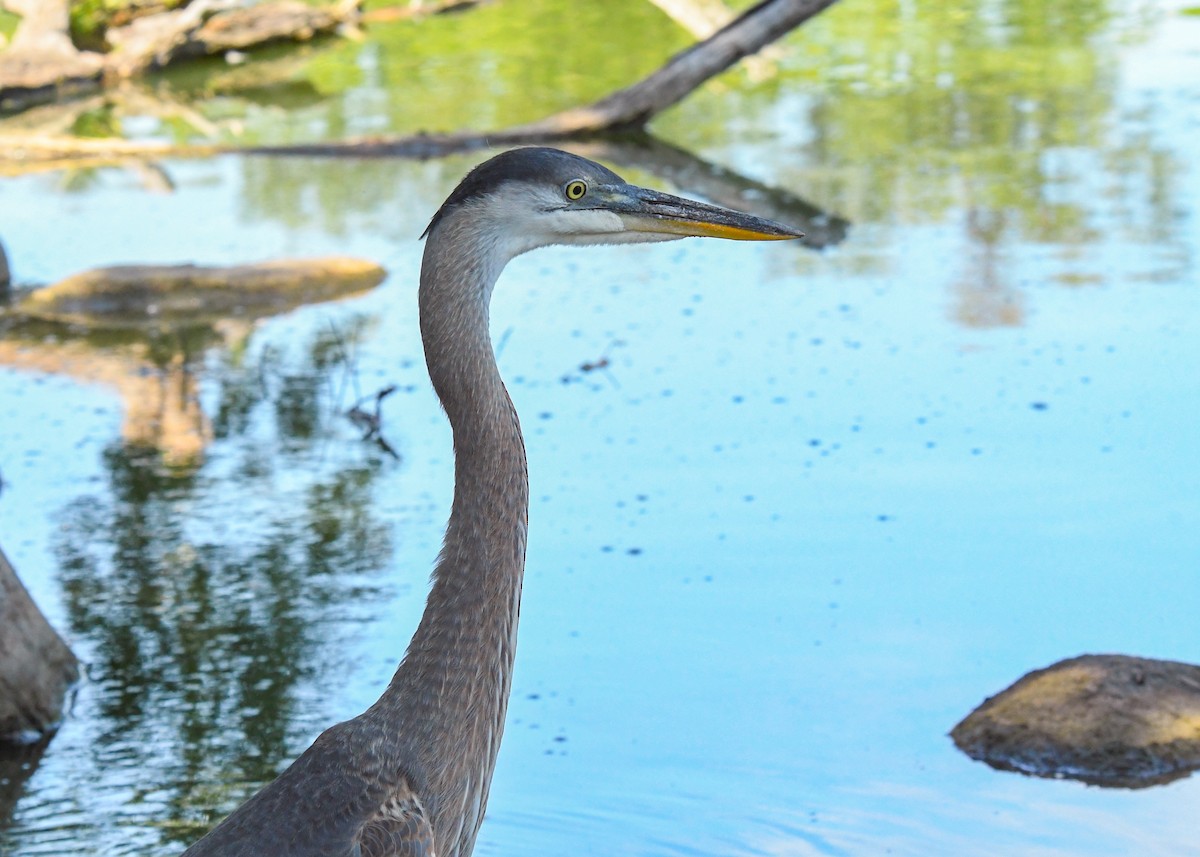 Great Blue Heron - ML622055025