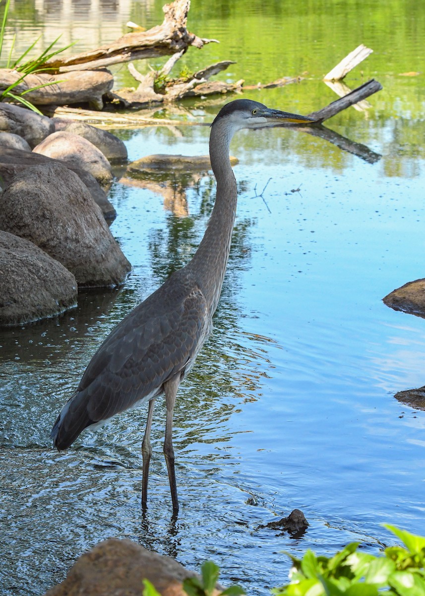 Great Blue Heron - ML622055026