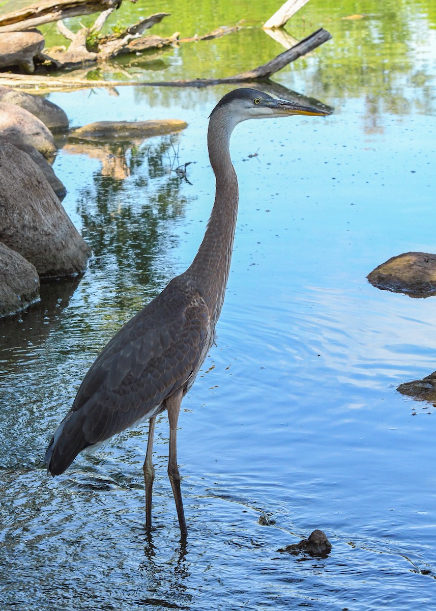 Great Blue Heron - ML622055027