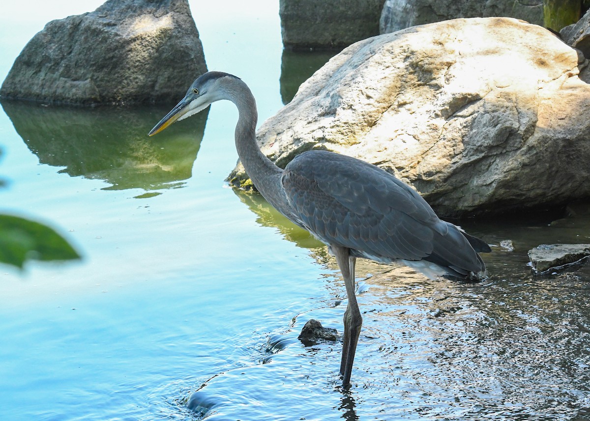 Great Blue Heron - ML622055028